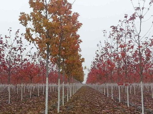 金楓綠化 圖 精品苗木美國(guó)紅點(diǎn)紅楓 紅點(diǎn)紅楓